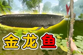 绿色地狱：我在鳄鱼湖抓到一条金龙鱼，价值10000元