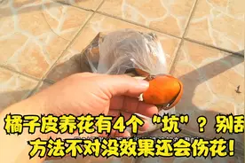 橘子皮养花有4个“坑”？别乱用，方法不对没效果还会伤花！视频封面
