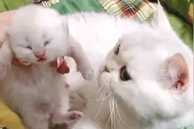女主人当着猫妈的面抱起刚出生的奶猫，猫妈会有啥反应？视频封面