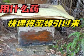 用什么药，快速将蜜蜂引过来！大公开视频封面