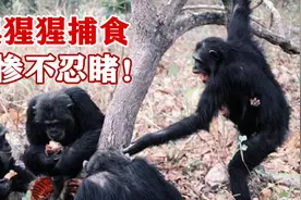 黑猩猩开荤想吃肉，捕食手段极其残暴，手撕猴子简直惨不忍睹！视频封面