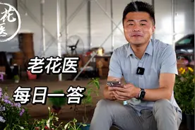 桂花不长新叶不发芽？茶花芽点不生长怎么回事？