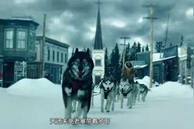 电影多哥，二哈智商感动千千万，雪地二哈智商大反转看完痛哭流涕视频封面