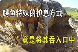 鳄鱼保护孩子的特殊方式，竟是将幼崽吞入口中，这是为何？视频封面