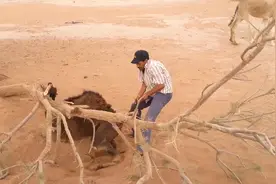 骆驼后腿被树枝卡住，救援历经好几个小时视频封面