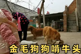 奶奶好心把牛头给金毛吃，可壮壮的举动，让大喜马上终止孩子进食视频封面
