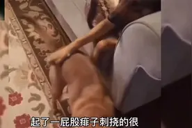 狗子挠痒是这样挠的！看一遍笑一遍！哈哈哈！爆笑大合集！视频封面