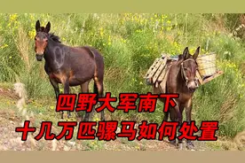 四野大军南下时，罗荣桓突然下令：十几万匹骡马全部送回东北视频封面