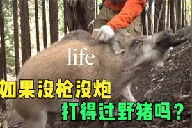人如果没枪没炮，打得过野猪吗视频封面