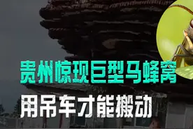 贵州惊现巨型马蜂窝，用吊车才能搬动，马蜂窝咋能长到这么大？视频封面