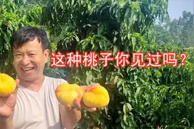 这个品种的桃子不便宜，亩产3000多斤，一年收入就是几百万