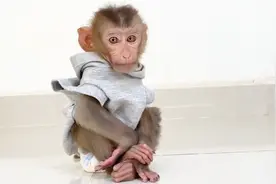 新来的小猴子还不适应，被大猴子欺负委屈得要哭了，这小表情绝了视频封面