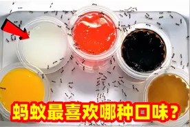蚂蚁有味觉吗？能分辨不同口味的食物吗？蚂蚁味觉测试视频封面