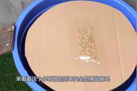 怎么抓完家里的老鼠？小哥教你用水桶做捕鼠器，简单便宜还安全视频封面
