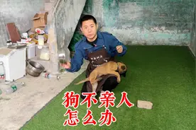 狗看到人就害怕，一摸就尿该怎么办？训犬师教你一招轻松解决
