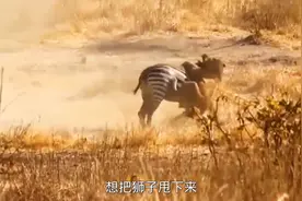 斑马妈妈为救小斑马，勇敢与狮子搏斗，结果一家三口全部壮烈牺牲视频封面