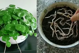 铜钱草使用这个方法种植，叶片肥厚油绿管理方便，快来试试吧！视频封面