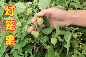 农村的灯笼果火了，浑身都是宝，对人体三大好处，你还不知道？