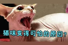 猫咪突然性情大变，变得凶残可怕不断袭击主人，这到底是怎么了？