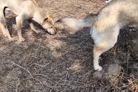 专吃水果的狗 还专选甜的吃颠覆我的认知视频封面