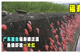 广东发生福寿螺泛滥，鱼塘虾塘一片“血红”，福寿螺真的不能吃吗视频封面
