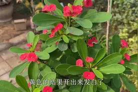 养不好虎刺梅？教你几个“小窍门”，叶子绿油油，四季开花不断视频封面