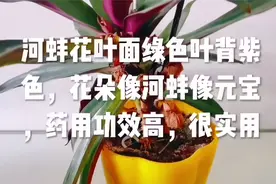 蚌花叶面绿色叶背紫色，花朵像河蚌像元宝，药用功效高，很实用视频封面