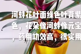 蚌花叶面绿色叶背紫色，花朵像河蚌像元宝，药用功效高，很实用视频封面