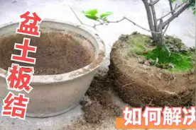不管土壤板结多严重，花盆里倒一碗，不用换盆换土，立马疏松透气视频封面