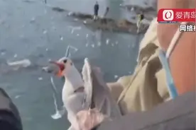 “我太厉害了！”青岛一男子在海边抓海鸥，你的样子真丑！