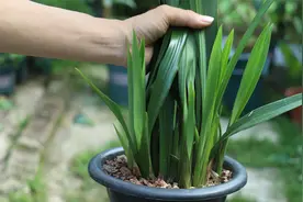 新手就这样给兰花施肥，新芽长一圈