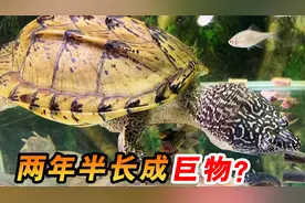 3年前我买了只小龟，今天拿出来对比下，长得太快了！视频封面
