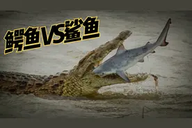 动物世界-鲨鱼VS鳄鱼，到底哪个会更胜一筹呢？视频封面