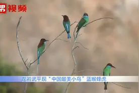 珍稀野生动物重现！“中国最美小鸟”蓝喉蜂虎现身自然保护区视频封面