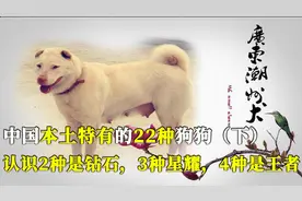 中国本土特有22种狗（下），认识2种是钻石，3种星耀，4种是王者