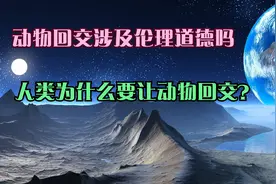 动物回交涉及伦理道德吗，人类为什么要让动物回交？视频封面