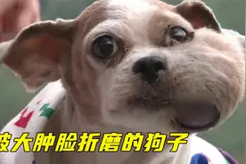 狗狗脸部肿起拳头大的包包，主人得知是肿瘤，这一做法让人点赞视频封面