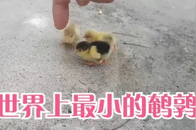 男子用气球孵化出世上最小的鹌鹑，你想知道是如何孵化出来的吗？视频封面