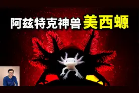 美西螈：无限再生，却被当做宠物，六角恐龙竟是阿兹特克神兽！视频封面