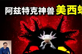 美西螈：无限再生，却被当做宠物，六角恐龙竟是阿兹特克神兽！视频封面