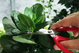 8月份还能不能给长寿花打顶？看完又学到一招视频封面