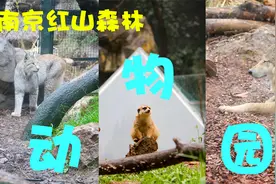 南京红山森林动物园游玩全攻略，一条路线全部看完一个不落！