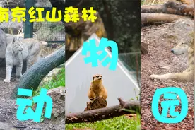 南京红山森林动物园游玩全攻略，一条路线全部看完一个不落！