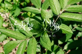 跌打地上爬——八棱麻，这本草的名字你有听说嘛？视频封面