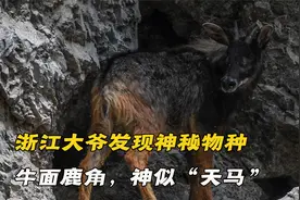 浙江大爷发现神秘物种，牛面驴耳鹿角，人称“天马”峭壁上奔跑视频封面