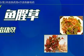 中药-鱼腥草的主治功效视频封面