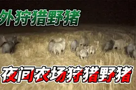 海外狩猎野猪，专业猎人用加特林夜间狩猎野猪，真的是大开眼界！视频封面