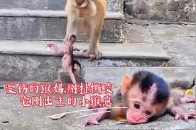 动物世界·残疾+受伤的猴妈，掰扯撕咬要丢弃小猴崽视频封面