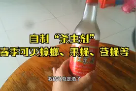 花盆种菜苍蝇、果蝇太多？教你自制杀虫药，省钱又好用