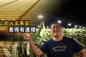 自驾游偶遇千亩火龙果田，10000盏LED灯同时亮起，航拍壮观美景视频封面